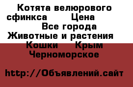 Котята велюрового сфинкса. .. › Цена ­ 15 000 - Все города Животные и растения » Кошки   . Крым,Черноморское